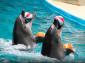 DOLPHİNARİUM